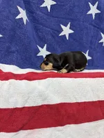 Ava, a female Miniature Dachshund for sale in Fredericksburg, VA – 2 of 4