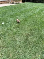Ollie, a male Miniature Dachshund for sale in Fredericksburg, VA – 7 of 7