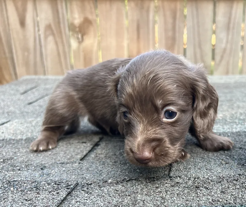 Tex – Miniature Dachshund puppy for sale in Fredericksburg, VA