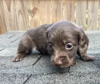 Tex, a male Miniature Dachshund for sale in Fredericksburg, VA – 1 of 2