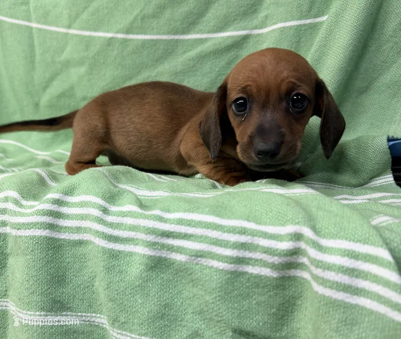 Dutch – Miniature Dachshund puppy for sale in Fredericksburg, VA