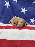 Ollie, a male Miniature Dachshund for sale in Fredericksburg, VA – 4 of 5