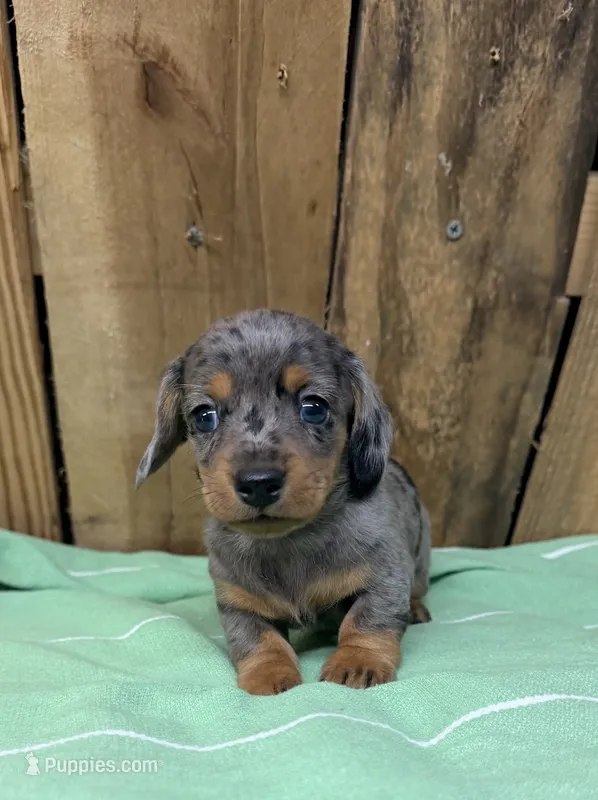 Sammy – Miniature Dachshund puppy for sale in Fredericksburg, VA