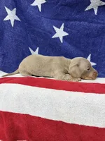 Bella, a female Miniature Dachshund for sale in Fredericksburg, VA – 5 of 5