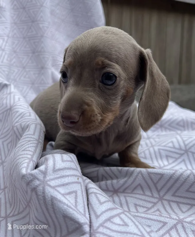 Bella – Miniature Dachshund puppy for sale in Fredericksburg, VA