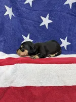 Ava, a female Miniature Dachshund for sale in Fredericksburg, VA – 4 of 4