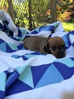 Dutch, a male Miniature Dachshund for sale in Fredericksburg, VA – 4 of 8
