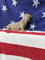 Bella, a female Miniature Dachshund for sale in Fredericksburg, VA – 2 of 5