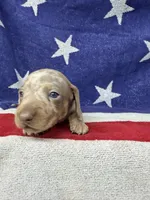 Princess, a female Miniature Dachshund for sale in Fredericksburg, VA – 4 of 7