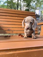 Bella, a female Miniature Dachshund for sale in Fredericksburg, VA – 3 of 7