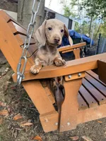 Bella, a female Miniature Dachshund for sale in Fredericksburg, VA – 6 of 7