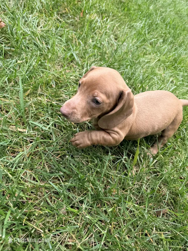 Ollie – Miniature Dachshund puppy for sale in Fredericksburg, VA