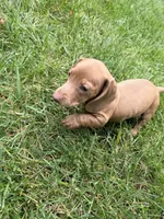 Ollie, a male Miniature Dachshund for sale in Fredericksburg, VA – 6 of 7