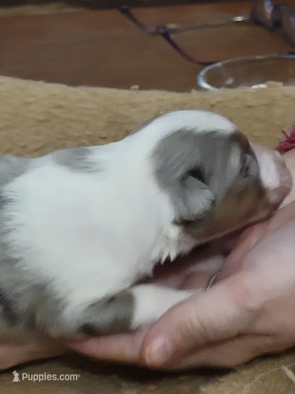 Charlotte, a female Shetland Sheepdog for sale in Marshfield, MO – Photo 1 of 5