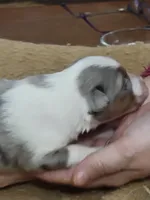 Charlotte, a female Shetland Sheepdog for sale in Marshfield, MO – Photo 1 of 5