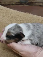 Charlotte, a female Shetland Sheepdog for sale in Marshfield, MO – Photo 4 of 5