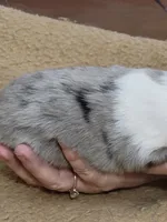 Charlotte, a female Shetland Sheepdog for sale in Marshfield, MO – Photo 3 of 5