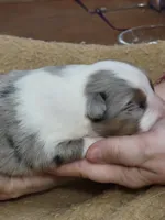 Charlotte, a female Shetland Sheepdog for sale in Marshfield, MO – Photo 2 of 5