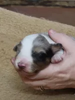 Charlotte, a female Shetland Sheepdog for sale in Marshfield, MO – Photo 5 of 5