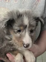 Burl, a male Shetland Sheepdog for sale in Marshfield, MO – Photo 4 of 6