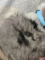 Burl, a male Shetland Sheepdog for sale in Marshfield, MO – Photo 2 of 6