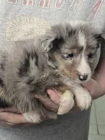 Burl, a male Shetland Sheepdog for sale in Marshfield, MO – Photo 3 of 6