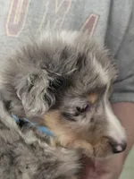 Burl, a male Shetland Sheepdog for sale in Marshfield, MO – Photo 6 of 6