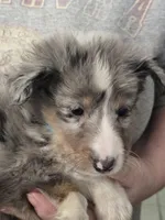 Burl, a male Shetland Sheepdog for sale in Marshfield, MO – Photo 1 of 6