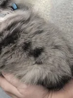 Burl, a male Shetland Sheepdog for sale in Marshfield, MO – Photo 5 of 6