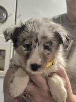 Maggie, a female Shetland Sheepdog for sale in Marshfield, MO – Photo 6 of 7