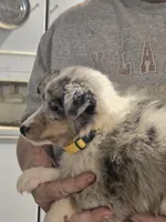 Maggie, a female Shetland Sheepdog for sale in Marshfield, MO – Photo 2 of 7