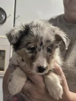 Maggie, a female Shetland Sheepdog for sale in Marshfield, MO – Photo 7 of 7