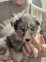 Maggie, a female Shetland Sheepdog for sale in Marshfield, MO – Photo 5 of 7