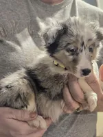 Maggie, a female Shetland Sheepdog for sale in Marshfield, MO – Photo 4 of 7