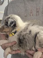 Maggie, a female Shetland Sheepdog for sale in Marshfield, MO – Photo 3 of 7