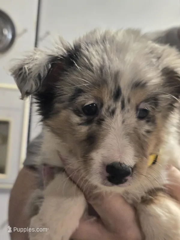 Maggie, a female Shetland Sheepdog for sale in Marshfield, MO – Photo 1 of 7