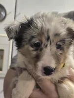 Maggie, a female Shetland Sheepdog for sale in Marshfield, MO – Photo 1 of 7