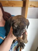 Dolly, a female Boxer and Golden Retriever for sale in Marshfield, MO – Photo 4 of 7