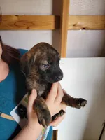 Dolly, a female Boxer and Golden Retriever for sale in Marshfield, MO – Photo 5 of 7