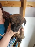 Dolly, a female Boxer and Golden Retriever for sale in Marshfield, MO – Photo 3 of 7