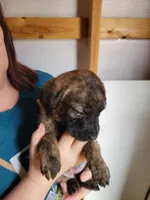 Dolly, a female Boxer and Golden Retriever for sale in Marshfield, MO – Photo 7 of 7