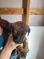 Dolly, a female Boxer and Golden Retriever for sale in Marshfield, MO – Photo 6 of 7