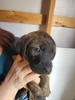 Dolly, a female Boxer and Golden Retriever for sale in Marshfield, MO – Photo 2 of 7