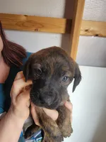 Dolly, a female Boxer and Golden Retriever for sale in Marshfield, MO – Photo 1 of 7