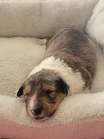 Sally, a female Shetland Sheepdog for sale in Marshfield, MO – Photo 1 of 6