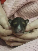 Sally, a female Shetland Sheepdog for sale in Marshfield, MO – Photo 2 of 6