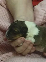 Sally, a female Shetland Sheepdog for sale in Marshfield, MO – Photo 3 of 6