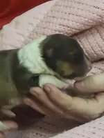 Sally, a female Shetland Sheepdog for sale in Marshfield, MO – Photo 5 of 6