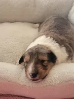 Sally, a female Shetland Sheepdog for sale in Marshfield, MO – Photo 6 of 6