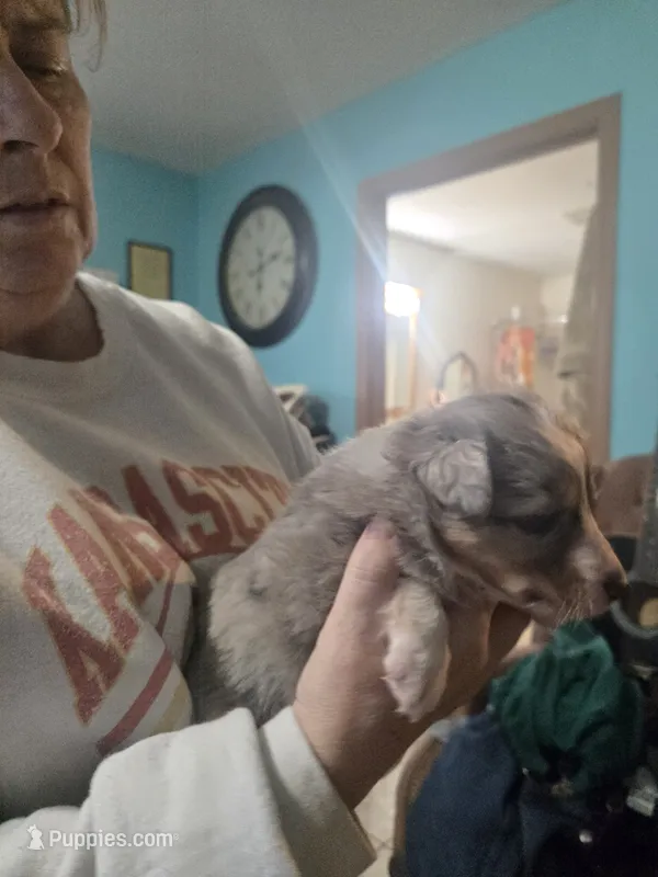 Chloe  – Shetland Sheepdog puppy for sale in Marshfield, MO